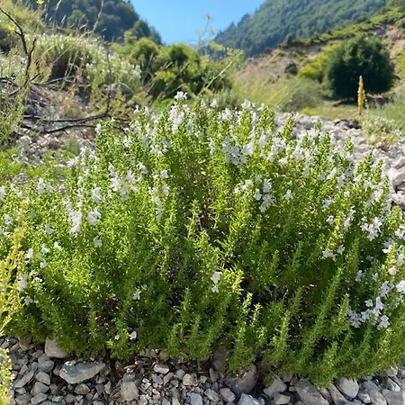 Meta - Welcoming With Byrek & Traditional Meals Gusmar