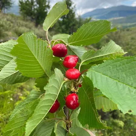 Bed & Breakfast Meta - Welcoming With Byrek & Traditional Meals