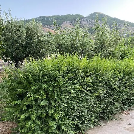 Meta - Welcoming With Byrek & Traditional Meals Gusmar