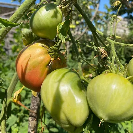 ベッド・アンド・ブレックファスト Meta - Welcoming With Byrek & Traditional Meals