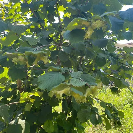 ベッド・アンド・ブレックファスト Meta - Welcoming With Byrek & Traditional Meals Gusmar