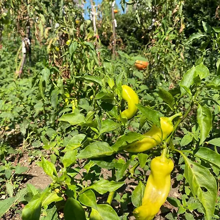 Meta - Welcoming With Byrek & Traditional Meals 4*