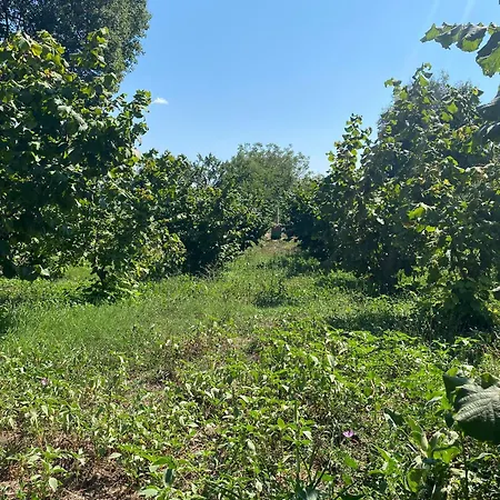 Bed & Breakfast Meta - Welcoming With Byrek & Traditional Meals Gusmar