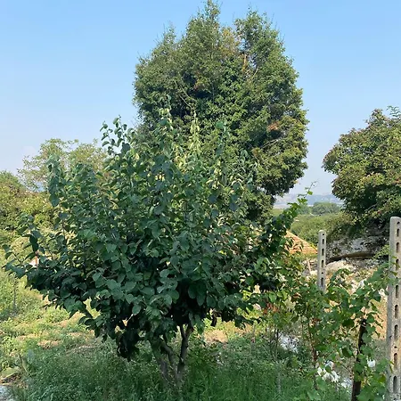 Bed & Breakfast Meta - Welcoming With Byrek & Traditional Meals Gusmar